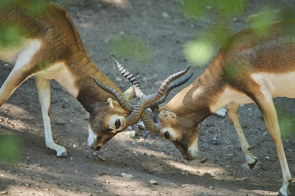 Two Thomson's gazelle