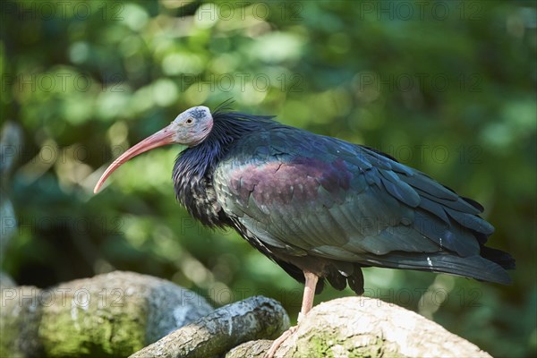 Northern bald ibis