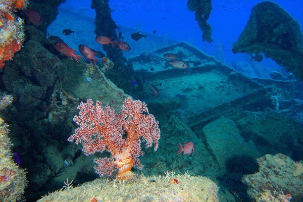 Hemprich's tree coral