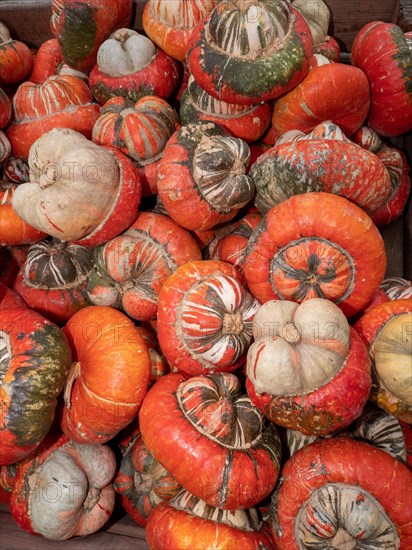 A big pile of bishop's mitre pumpkin