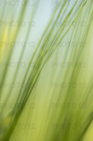 Grasses blurred