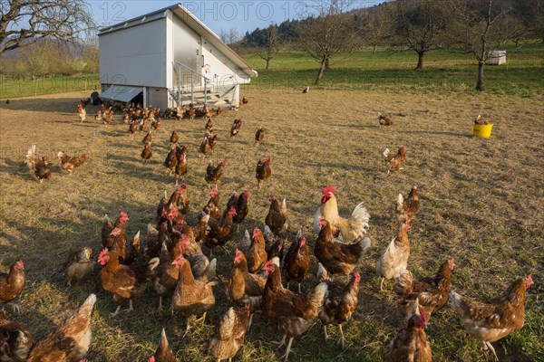 Free-range chickens