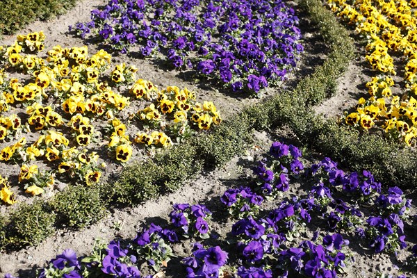 Pansy Flowers