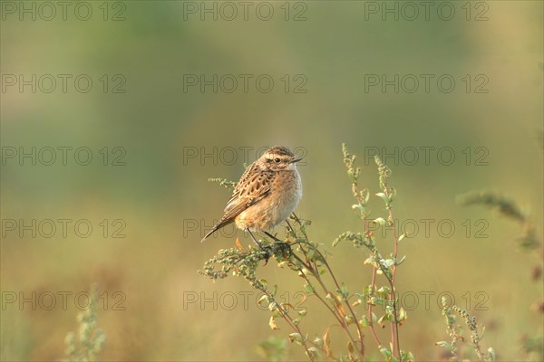 Whinchat