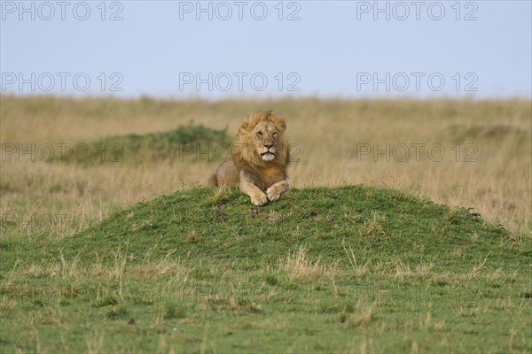 African lion