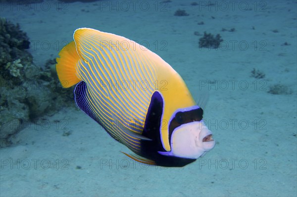 Emperor angelfish