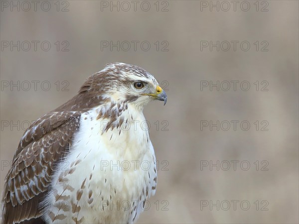 Common steppe buzzard