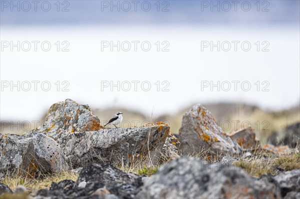 Northern wheatear