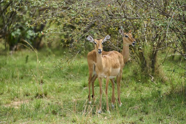 Black heeled antelope