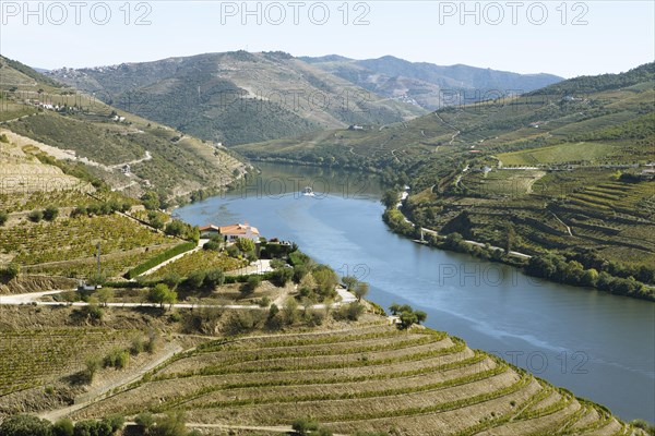 Wine terraces in the Alto Douro Valley on the Douro River
