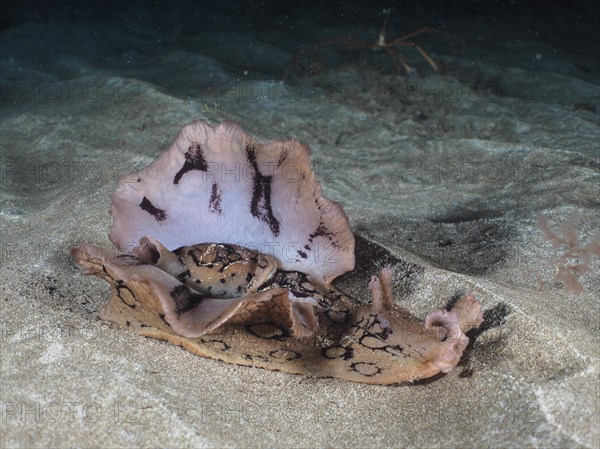 Spotted sea hare