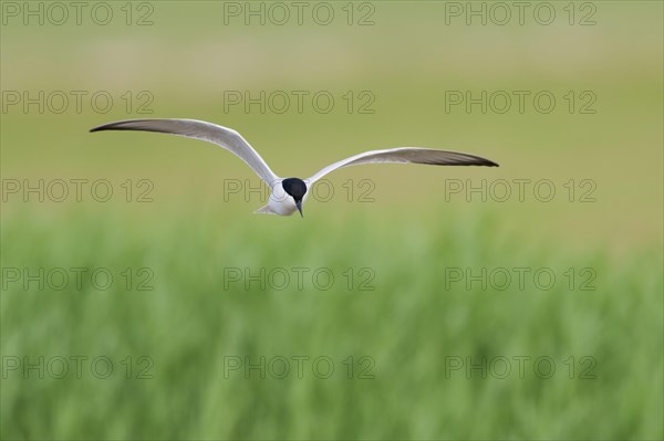 Gull-billed tern