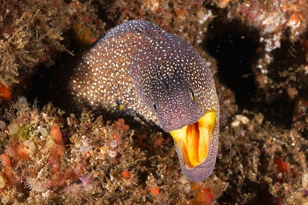 Starry moray