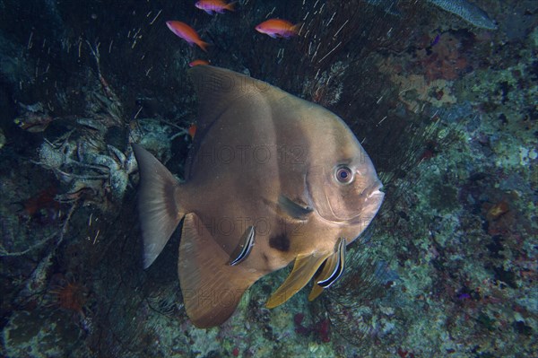 Orbicular batfish