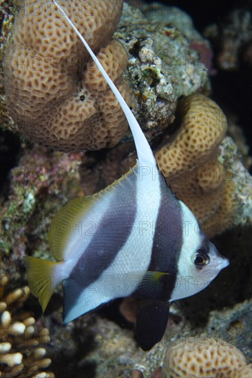 False moorish idol