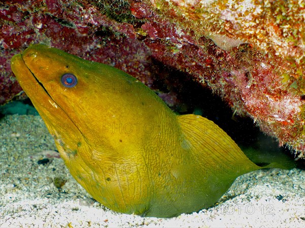 Green moray