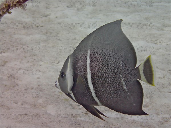 Juvenile gray angelfish