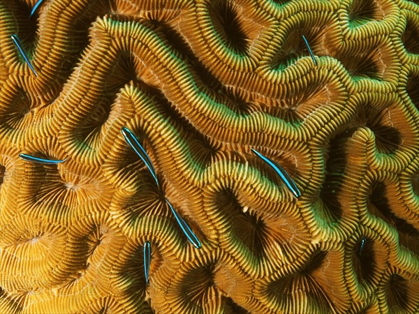 Several neon goby
