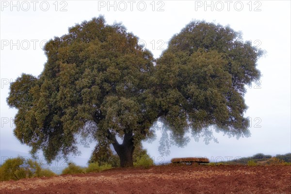 Large solitary oak tree surrounded by fog with a stone bench next to it
