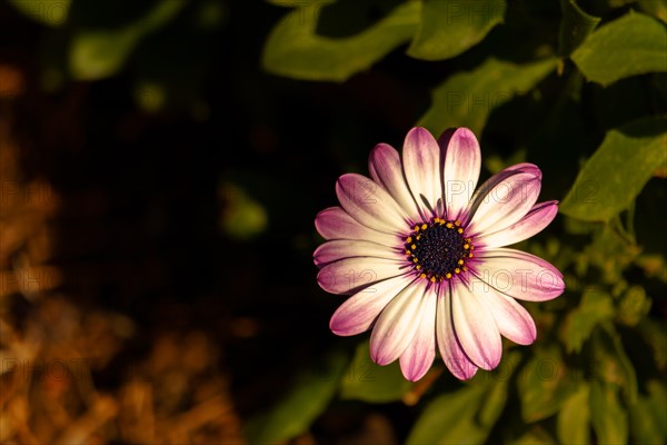 Close-up of a sunlit purple gazania daisy with out-of-focus background