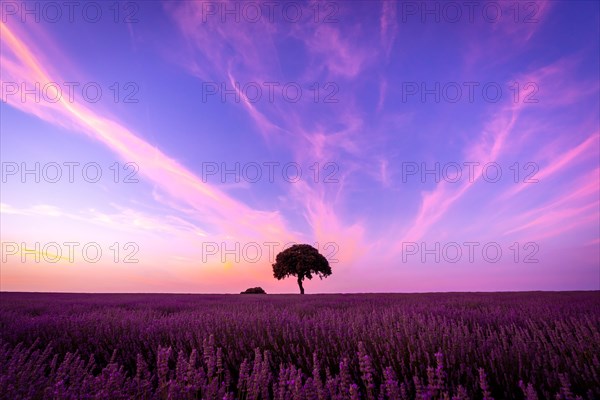 Silhouette of a tree at sunset in a lavender field