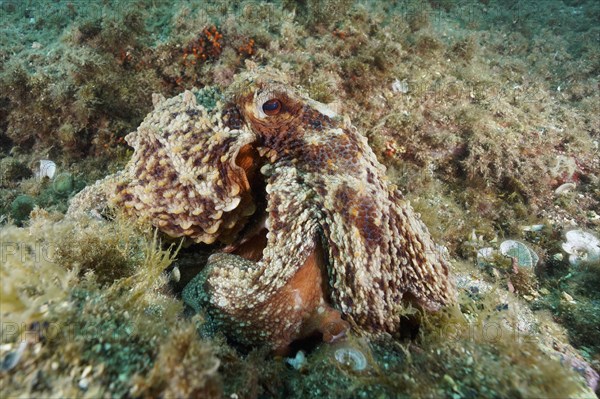 Common octopus