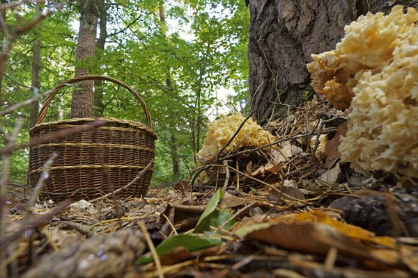 Wood cauliflower fungus