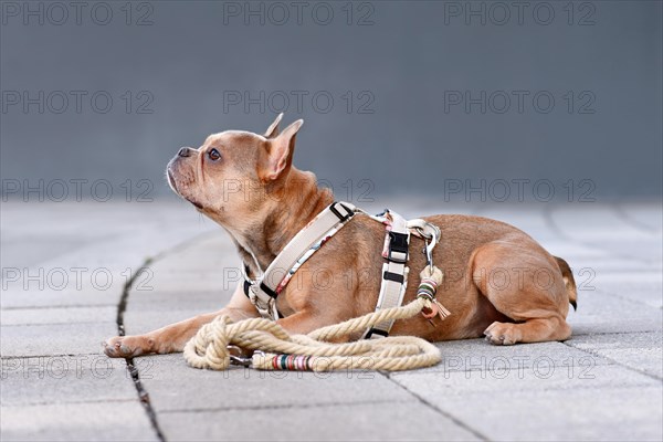 Side view of French Bulldog with dog harness with rope leash in front of gray wall