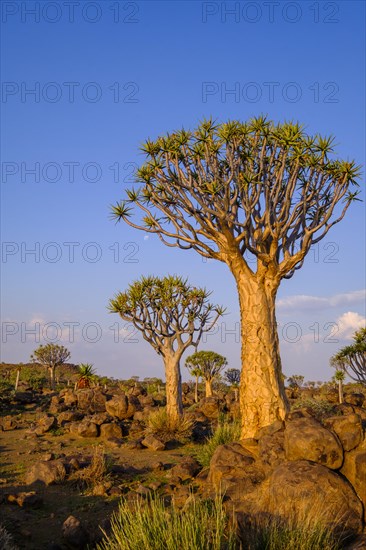 Desert rocky landscape with quiver tree