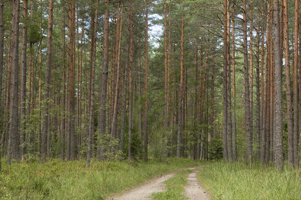 Forest path through green mixed forest