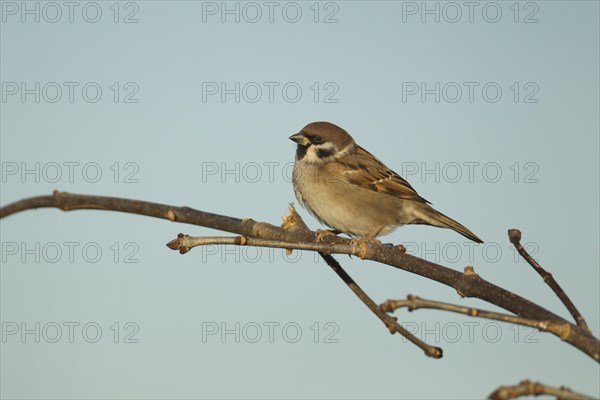 Tree sparrow