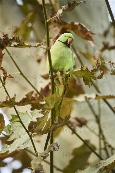 Monk parakeet