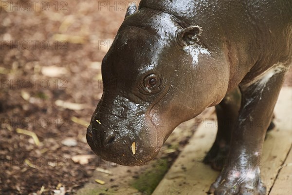 Pygmy hippopotamus