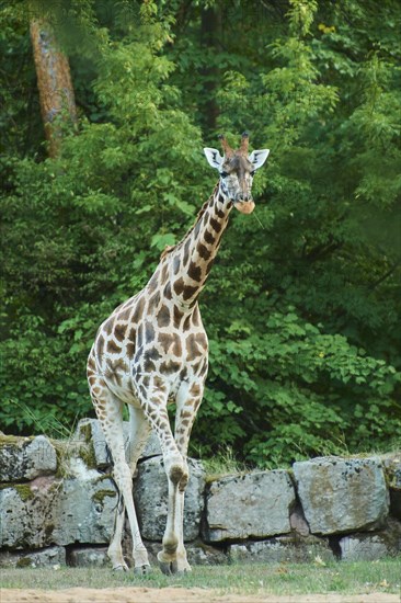 Reticulated giraffe