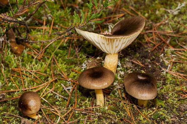 Frost slug four fruiting bodies with yellow stems and brown caps in green moss