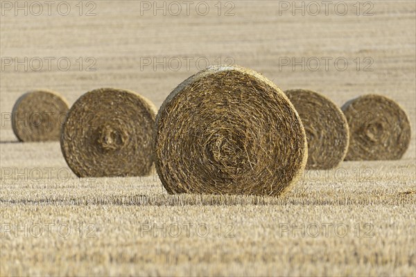 Grain field