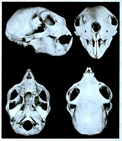 Skull bone