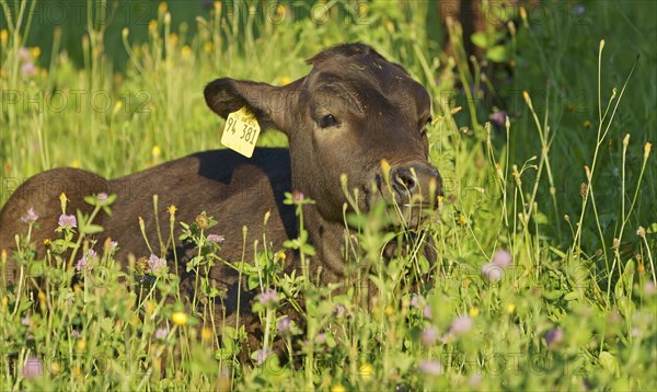 Domestic cattle