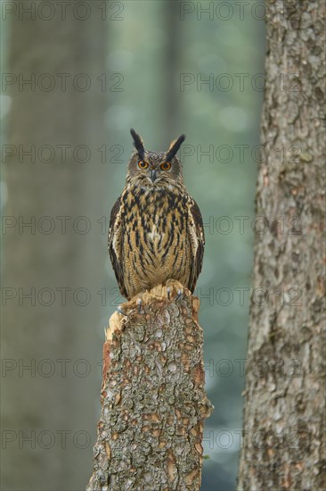 Eurasian eagle-owl