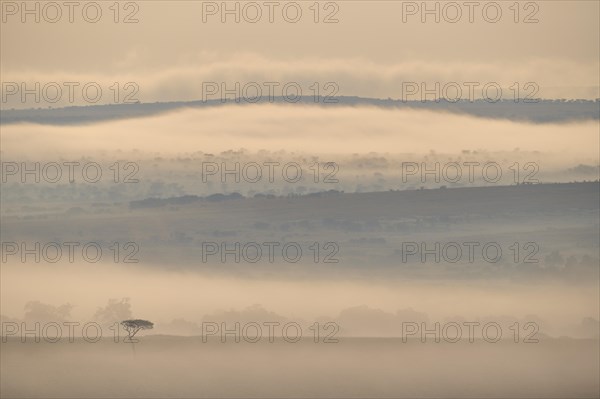 Savannah landscape with umbrella thorn acacia