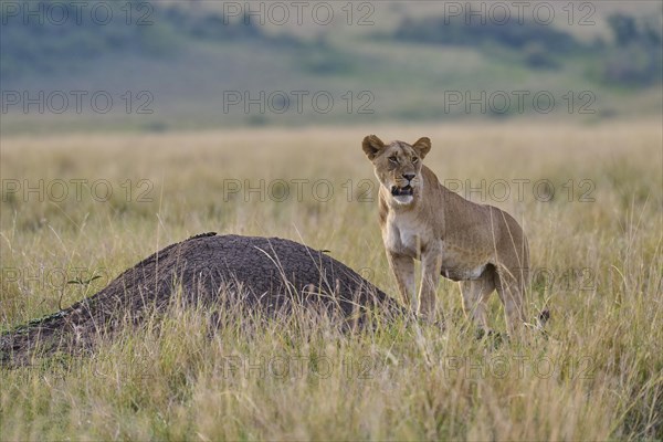 African lion