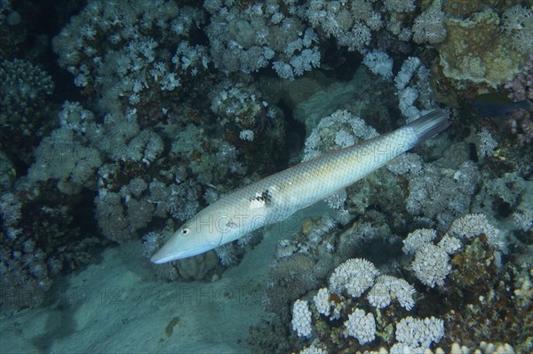 Cigar wrasse