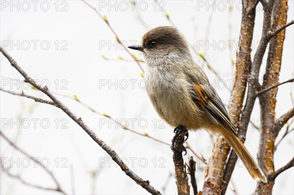 Siberian jay