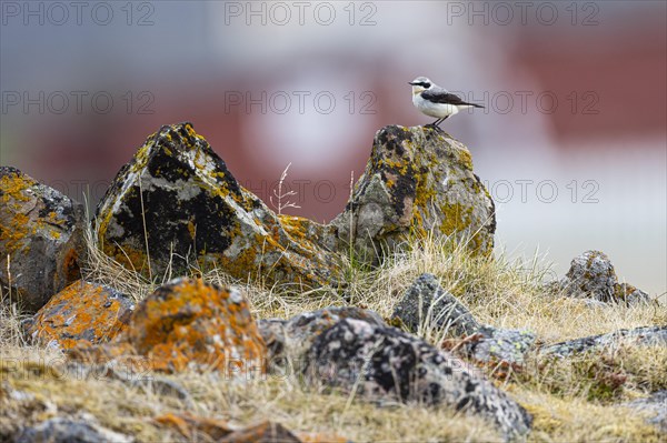 Northern wheatear