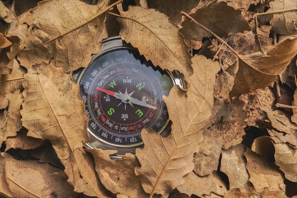 Compass among the dry leaves