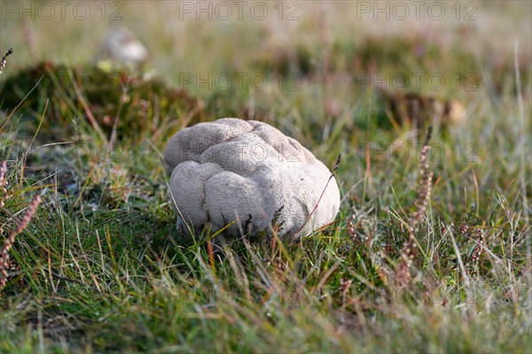 Mosaic puffball