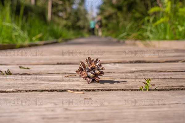 Fir cones on a wooden path through the high moor