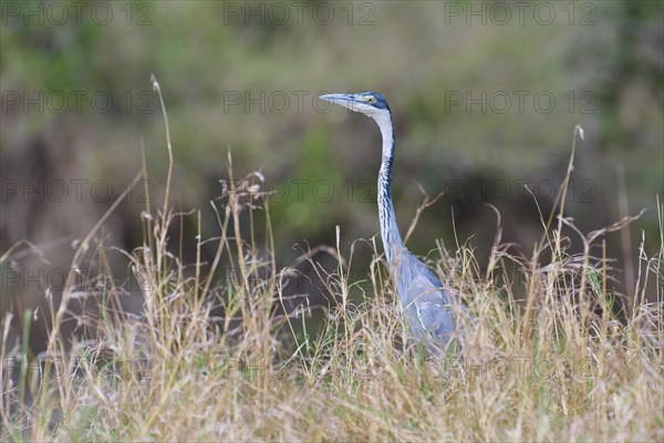 Black-headed heron