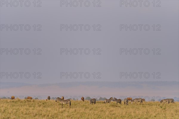 Plains zebra