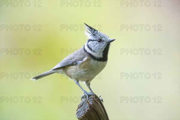 Crested Tit